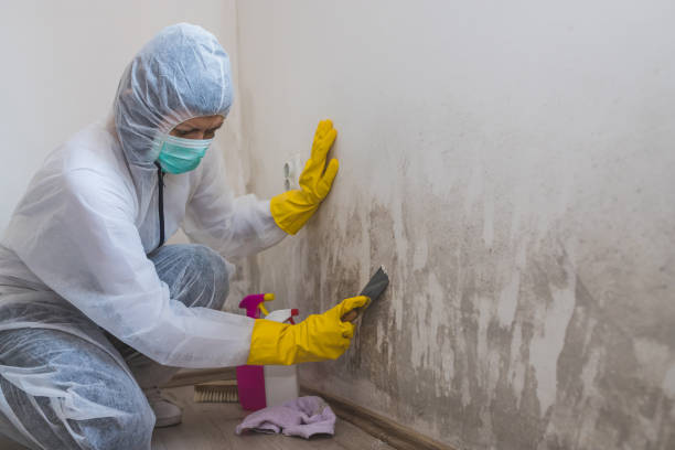 Why You Should Choose Our Mold Remediation Services in Parkside, PA